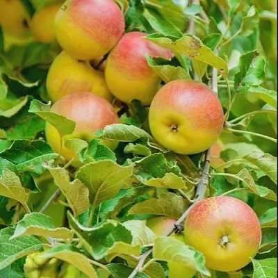Яблоня ПАМЯТЬ БЛЫНСКОГО колонновидная  Яблоня ПАМЯТЬ БЛЫНСКОГО колонновидная в Воронеже