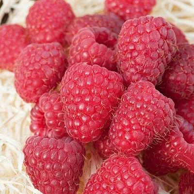 Малина МАРАСТАР  Малина МАРАСТАР в Воронеже