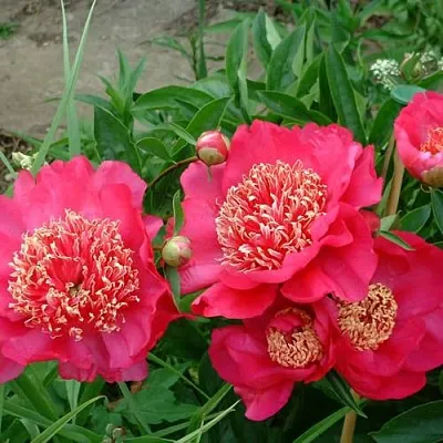 Пион БАРРИНГТОН БЕЛЬ травянистый  Пион БАРРИНГТОН БЕЛЬ травянистый в Воронеже