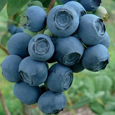 Голубика РУБЕЛ в Воронеже