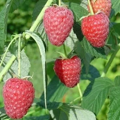 Саженцы малины ремонтантной Полесье Саженцы малины ремонтантной Полесье