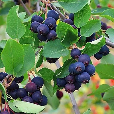 Ирга THIESSEN в Воронеже