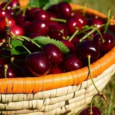 Вишня НЕСВИЖСКАЯ  Вишня НЕСВИЖСКАЯ в Воронеже