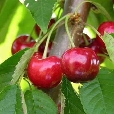 Черешня 15-26-5  Черешня 15-26-5 в Воронеже