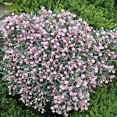 Андромеда БЛЮ АЙС многолистная  Андромеда БЛЮ АЙС многолистная в Воронеже