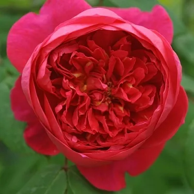 Саженцы роз БЕНДЖАМИН БРИТТЕН шраб  Саженцы роз БЕНДЖАМИН БРИТТЕН шраб в Воронеже