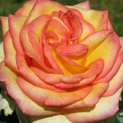 Саженцы роз АМАЗОНКА чайно-гибридная в Воронеже