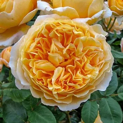 Саженцы роз БЕАТРИС английская  Саженцы роз БЕАТРИС английская в Воронеже