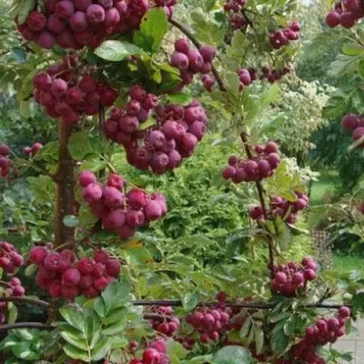 Рябина ДЕСЕРТНАЯ МИЧУРИНА сладкоплодная — описание сорта Рябина ДЕСЕРТНАЯ МИЧУРИНА сладкоплодная в Воронеже