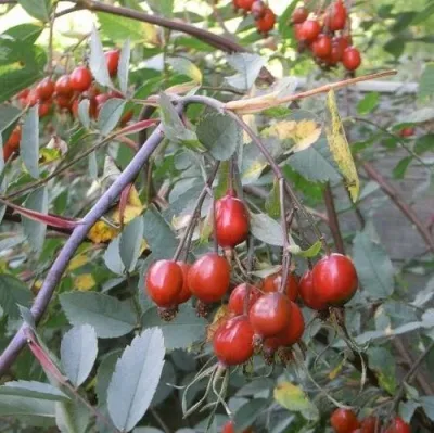 Саженцы роз сизая — описание сорта Саженцы роз сизая в Воронеже