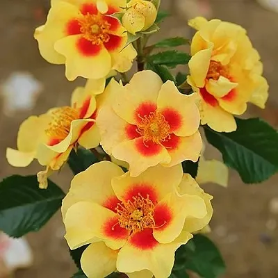 Саженцы роз АЙ ОФ ЗЕ ТАЙГЕР флорибунда  Саженцы роз АЙ ОФ ЗЕ ТАЙГЕР флорибунда в Воронеже