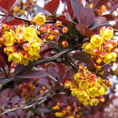 Барбарис СУПЕРБА оттавский   Барбарис СУПЕРБА оттавский  в Воронеже