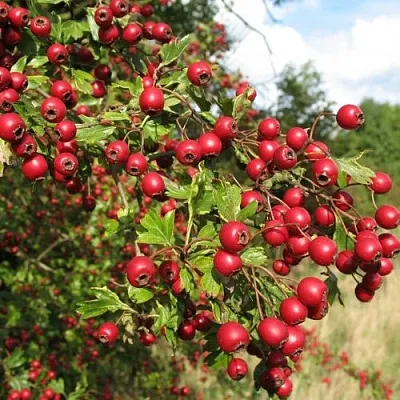 Боярышник ЗБИГНЕВ  Боярышник ЗБИГНЕВ в Воронеже