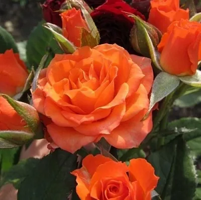 Саженцы роз АЛЕГРИЯ спрей  Саженцы роз АЛЕГРИЯ спрей в Воронеже