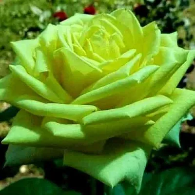 Саженцы роз АМАНДИНА чайно-гибридная  Саженцы роз АМАНДИНА чайно-гибридная в Воронеже