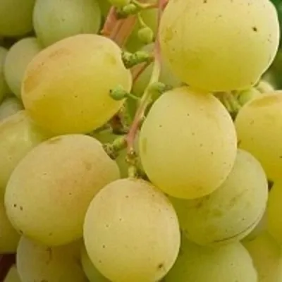 Виноград ТАЛИСМАН в Воронеже