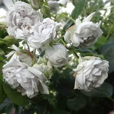 Саженцы роз ГРИЗЕЛИС шраб в Воронеже