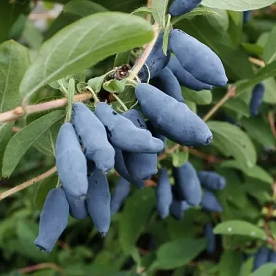 Жимолость съедобная ТОМИ японская в Воронеже