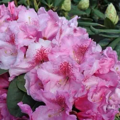 Рододендрон КЛАУДИУС  Рододендрон КЛАУДИУС в Воронеже