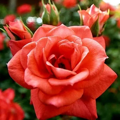 Ремонтантные гибриды Ремонтантные гибриды в Воронеже