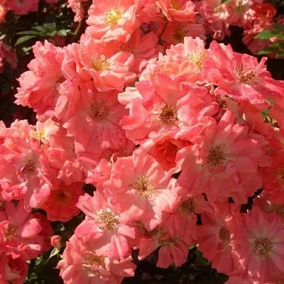 Почвопокровная Почвопокровная в Воронеже