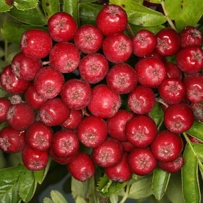 Рябина РУБИНОВАЯ сладкоплодная  Рябина РУБИНОВАЯ сладкоплодная в Воронеже