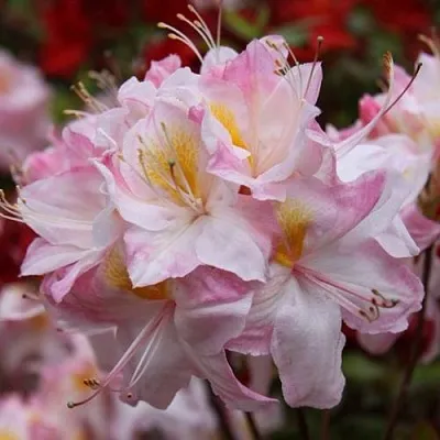Азалия САТОМИ японская  Азалия САТОМИ японская в Воронеже