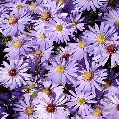 Астра БЛЮ ХЕВЕН сердцелистная  Астра БЛЮ ХЕВЕН сердцелистная в Воронеже