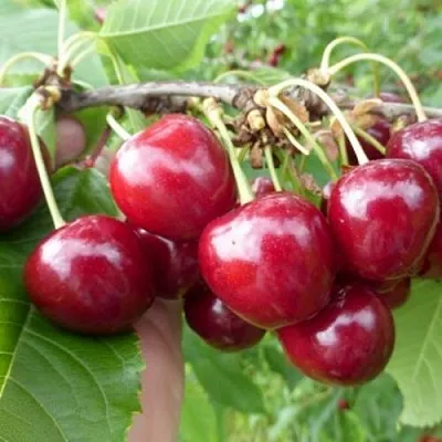 Вишня КОЛОННОВИДНАЯ  Вишня КОЛОННОВИДНАЯ в Воронеже