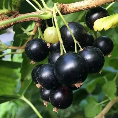 Смородина чёрная ДАБРАДЗЕЯ в Воронеже