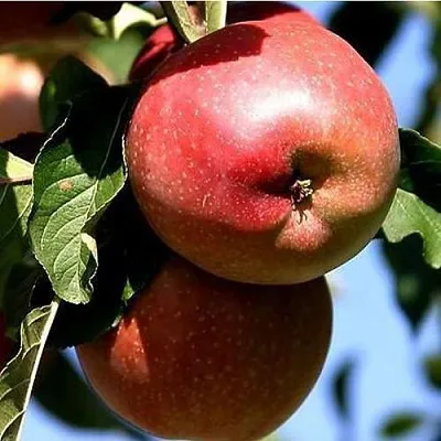 Яблоня АНТЕЙ КИЕВСКИЙ колонновидная  Яблоня АНТЕЙ КИЕВСКИЙ колонновидная в Воронеже