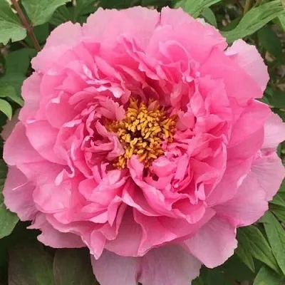 Пион РОЗОВЫЙ ЛОТОС древовидный  Пион РОЗОВЫЙ ЛОТОС древовидный в Воронеже