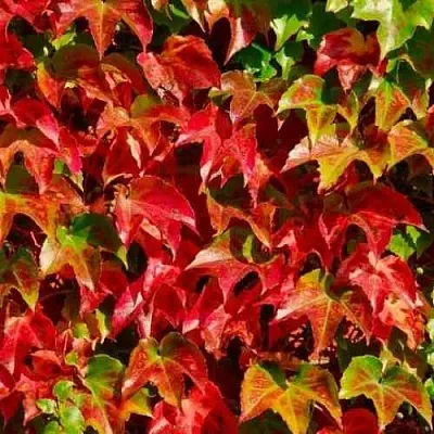 Девичий виноград тройчатый ВИЧИ  Девичий виноград тройчатый ВИЧИ в Воронеже