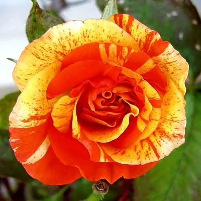 Саженцы роз АПЕЛЬСИН И ЛИМОН флорибунда  Саженцы роз АПЕЛЬСИН И ЛИМОН флорибунда в Воронеже