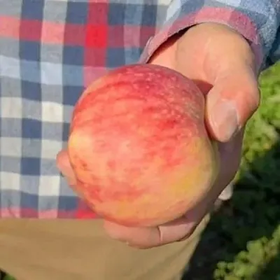 Яблоня ВАСЮГАН колонновидная  Яблоня ВАСЮГАН колонновидная в Воронеже