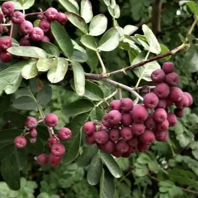 Рябина ДЕСЕРТНАЯ МИЧУРИНА сладкоплодная — описание сорта Рябина ДЕСЕРТНАЯ МИЧУРИНА сладкоплодная в Воронеже