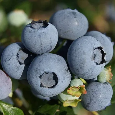 Высокорослые сорта  в Воронеже