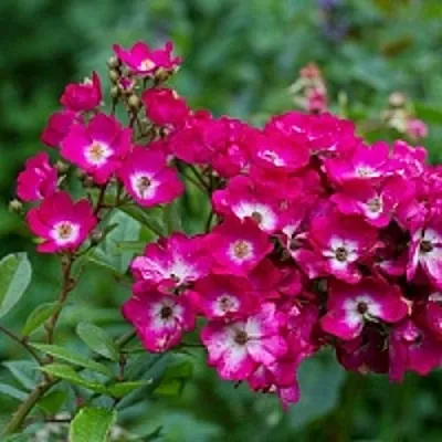 Саженцы роз МАРДЖОРИ ФЕЙР полиантовая  Саженцы роз МАРДЖОРИ ФЕЙР полиантовая в Воронеже