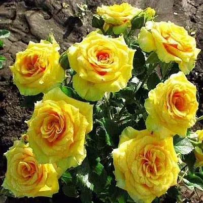 Саженцы роз САН СИТИ спрей  Саженцы роз САН СИТИ спрей в Воронеже