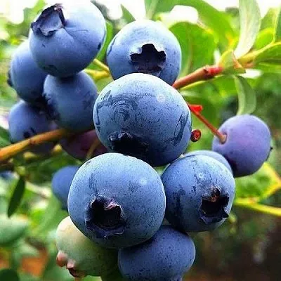 Низкорослые сорта  в Воронеже