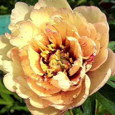 Пионы ИТО-гибриды в Воронеже