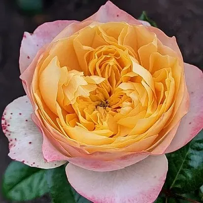 Саженцы роз ГОЛДЕН ВУВУЗЕЛА чайно-гибридная  Саженцы роз ГОЛДЕН ВУВУЗЕЛА чайно-гибридная в Воронеже