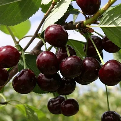 Вишня СВЕРДЛОВЧАНКА степная  Вишня СВЕРДЛОВЧАНКА степная в Воронеже