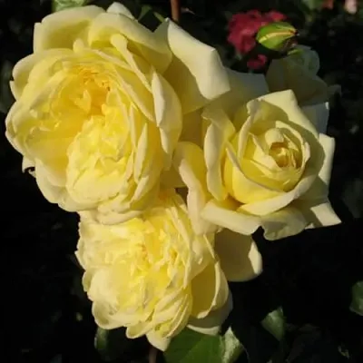 Саженцы роз КАЗИНО плетистая  Саженцы роз КАЗИНО плетистая в Воронеже