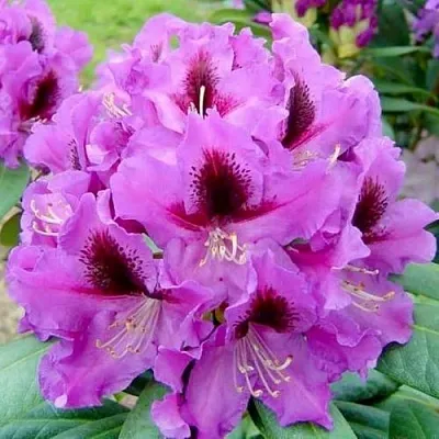 Рододендрон РАСПУТИН  Рододендрон РАСПУТИН в Воронеже