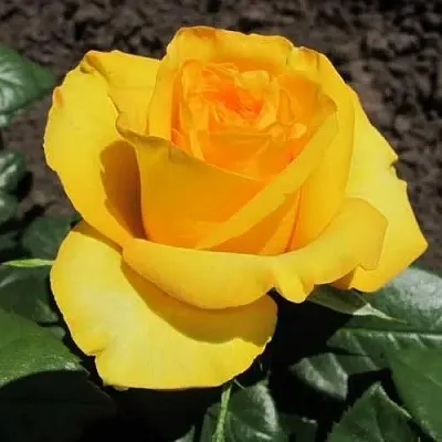 Саженцы роз КЕРИО чайно-гибридная  Саженцы роз КЕРИО чайно-гибридная в Воронеже