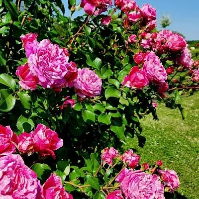 Саженцы роз ИНЕС САСТР плетистая  Саженцы роз ИНЕС САСТР плетистая в Воронеже