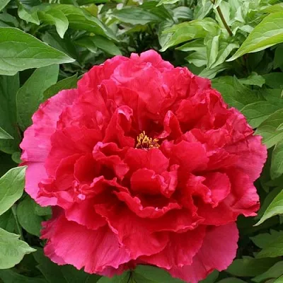 Пион АРОМАТНОЕ ВОСПОМИНАНИЕ древовидный  Пион АРОМАТНОЕ ВОСПОМИНАНИЕ древовидный в Воронеже