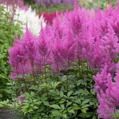 Астильба АМЕТИСТ Арендса  Астильба АМЕТИСТ Арендса в Воронеже