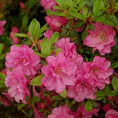 Азалия РОЗИНЕТТА японская  Азалия РОЗИНЕТТА японская в Воронеже